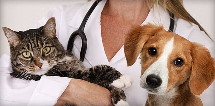 Кейс сети ветклиник: рост с 8 000 до 22 000 посетителей за 7 месяцев на качественном контенте